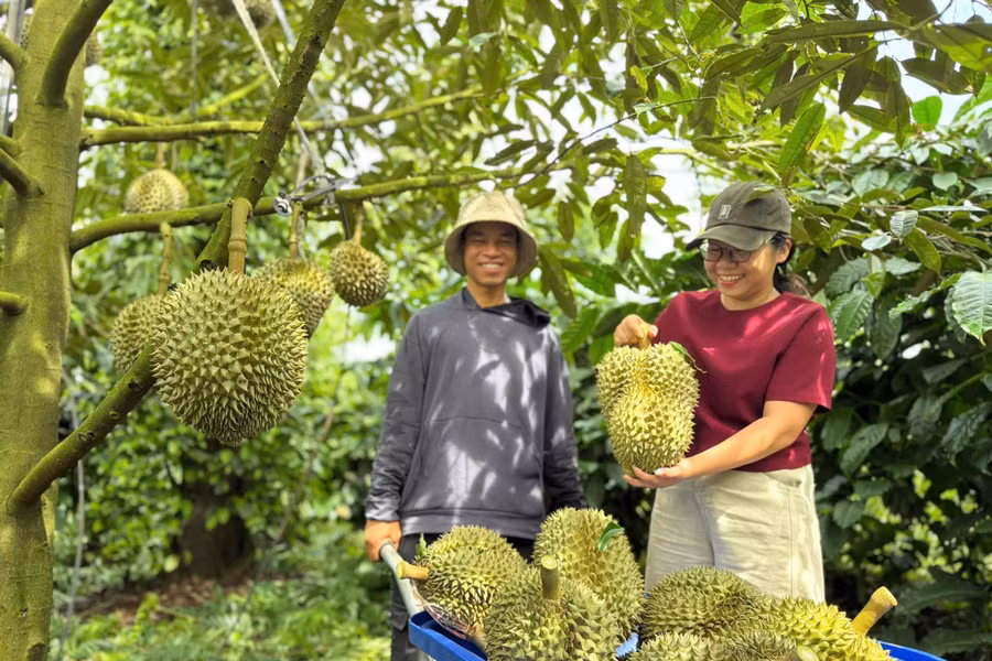 Sầu riêng ở Đắk Lắk vào vụ thu hoạch. Ảnh: T.Đ