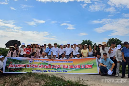 Hải Phòng xây dựng tua du lịch trải nghiệm "Mùa quả chín xứ Đông"