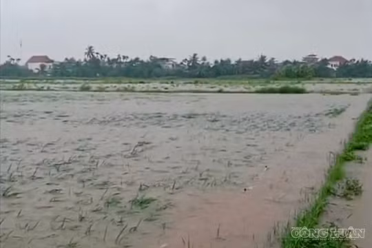 Hải Phòng: 5.000 ha diện tích sản xuất nông nghiệp bị ngập trong nước