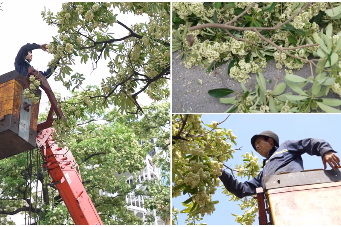 Hà Nội cắt tỉa hoa sữa: Người vui vẻ đón nhận, người tiếc nuối nhặt về cắm