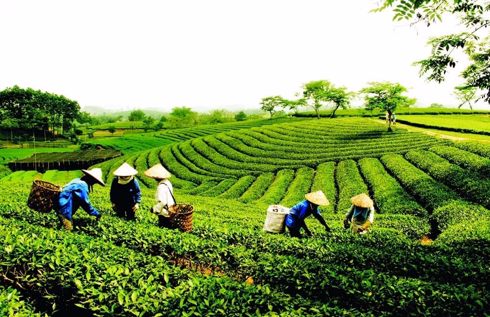 phe-duyet-chien-luoc-phat-trien-kinh-te-tap-the-hop-tac-xa-giai-doan-2021-20301615861653.jpg