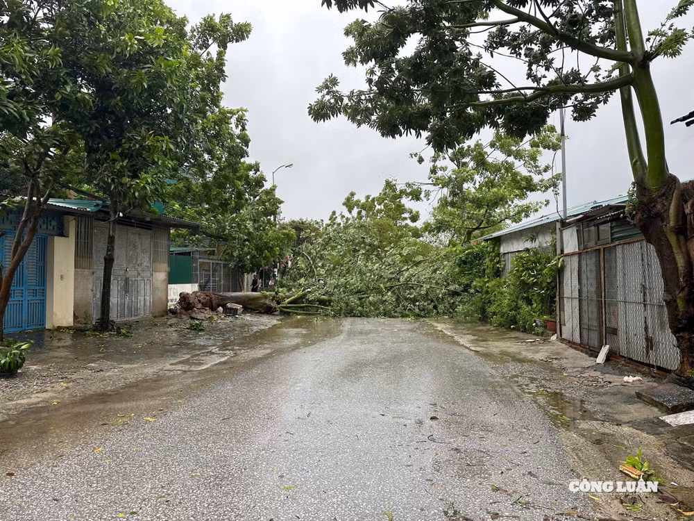 Đường Lê Thánh Tông, Phường Hạc Thành