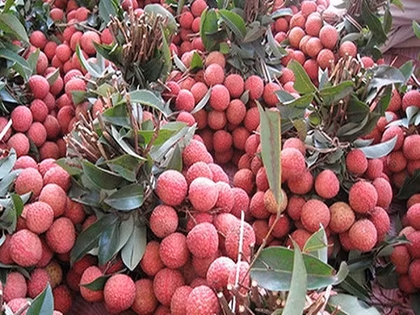 Vải thiều Lục Ngạn hướng đến việc đáp ứng được các thị trường khó tính nhất. Ảnh:TL