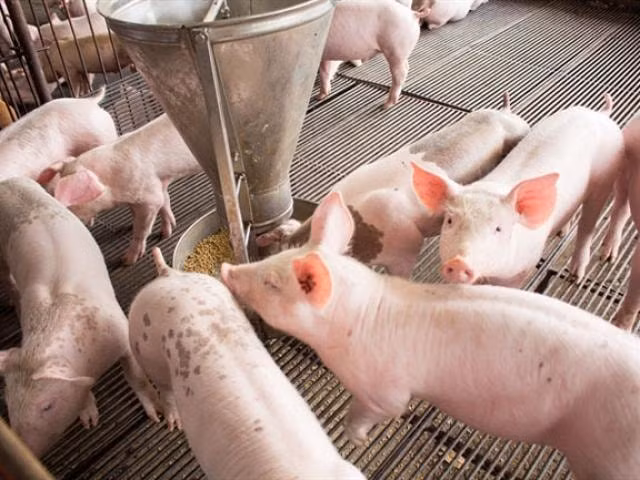 Giá heo hơi hôm nay (25/4) đã tạm đứng giá, một số địa phương đã bắt đầu ghi nhận tín hiệu giảm tích cực (Ảnh minh họa)