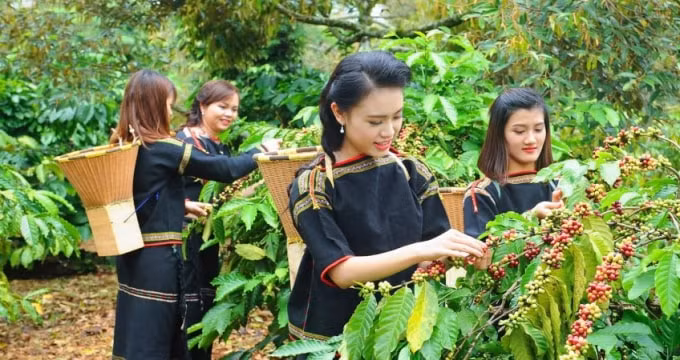 Cà phê, tiêu đứng giá trong ngày cuối tuần (Ảnh minh họa)