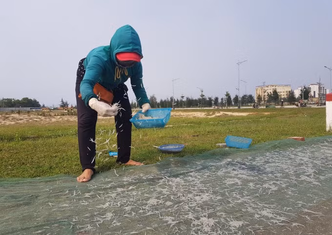 Người dân ven biển dùng lưới để phơi cá mờm khô