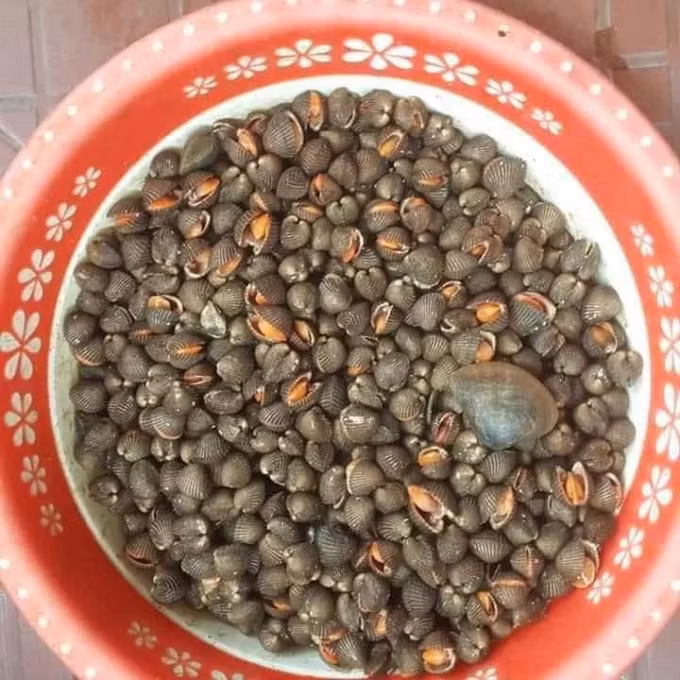 Sò lông được ngâm nước biển để nhả hết cát ra