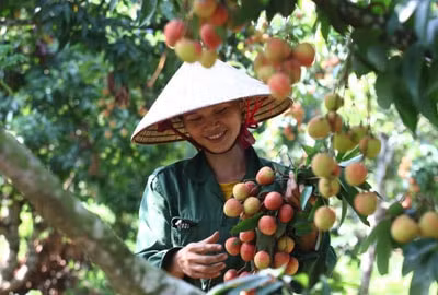 Việc xúc tiến tiêu thụ vải thiều tại Bắc Giang đã được chú ý ngay từ đầu vụ. Ảnh minh họa.