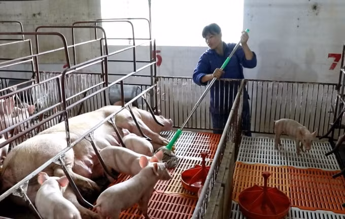 Thúc đẩy sản xuất chăn nuôi, tái đàn, đảm bảo mục tiêu tăng đàn lợn lên 1,8 triệu con, góp phần giảm giá thịt lợn tại Hà Nội (Ảnh minh họa)