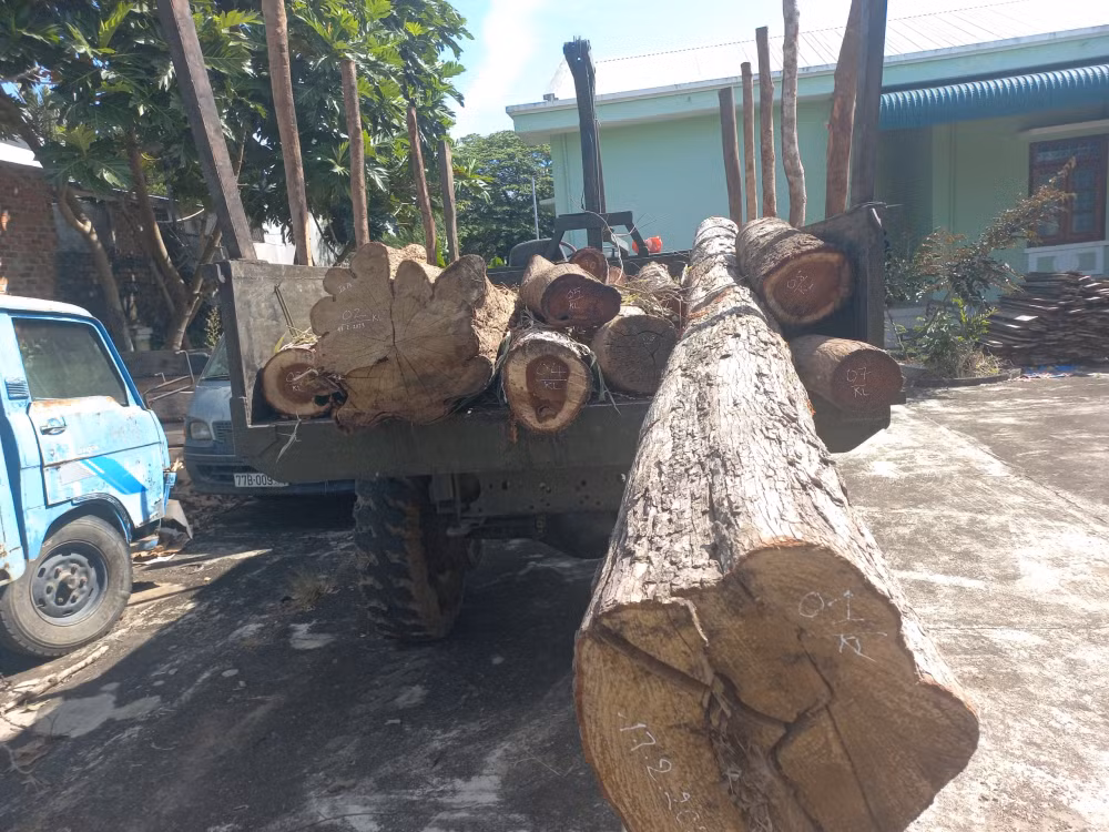 gia lai sau vu 125 cay go bi don ha tiep tuc phat hien vu pha rung o kong chro hinh 1
