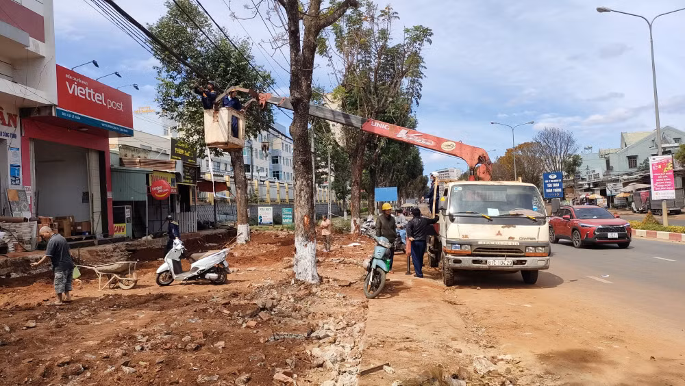 tinh gia lai yeu cau dung ngay viec thi cong via he de bao ve cay xanh hinh 1