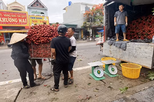 Bắc Ninh: Doanh thu từ vải thiều và dịch vụ phụ trợ đạt gần 8.700 tỷ đồng