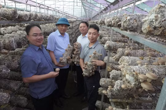Lào Cai: Hơn 2.000 doanh nghiệp và đơn vị trực thuộc thành lập mới sau 8 tháng năm 2026
