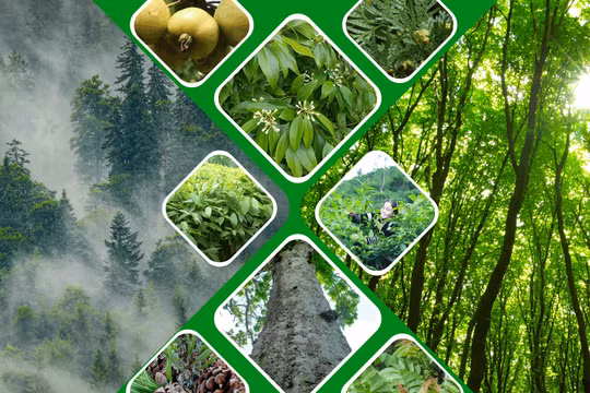 Lào Cai ban hành danh mục cây sinh trưởng nhanh, chậm và cây mục đích trong lâm nghiệp