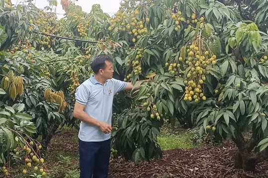 Bắc Ninh công nhận 143 vườn vải đẹp năm 2026
