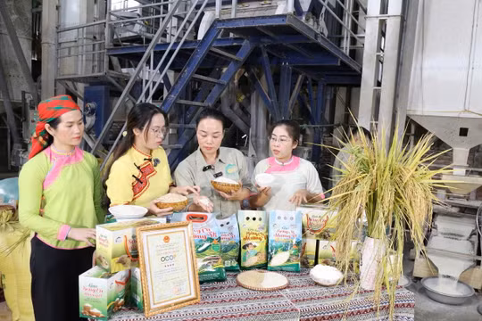 Lào Cai giải quyết việc làm cho gần 30.000 lao động trong 10 tháng