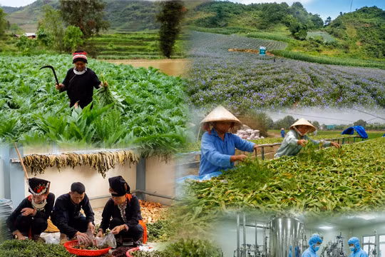 Lào Cai đặt mục tiêu phát triển hơn 8.500ha vùng dược liệu đến năm 2030