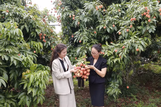 Bắc Ninh phát động cuộc thi sáng tạo nội dung quảng bá vải thiều trên nền tảng số