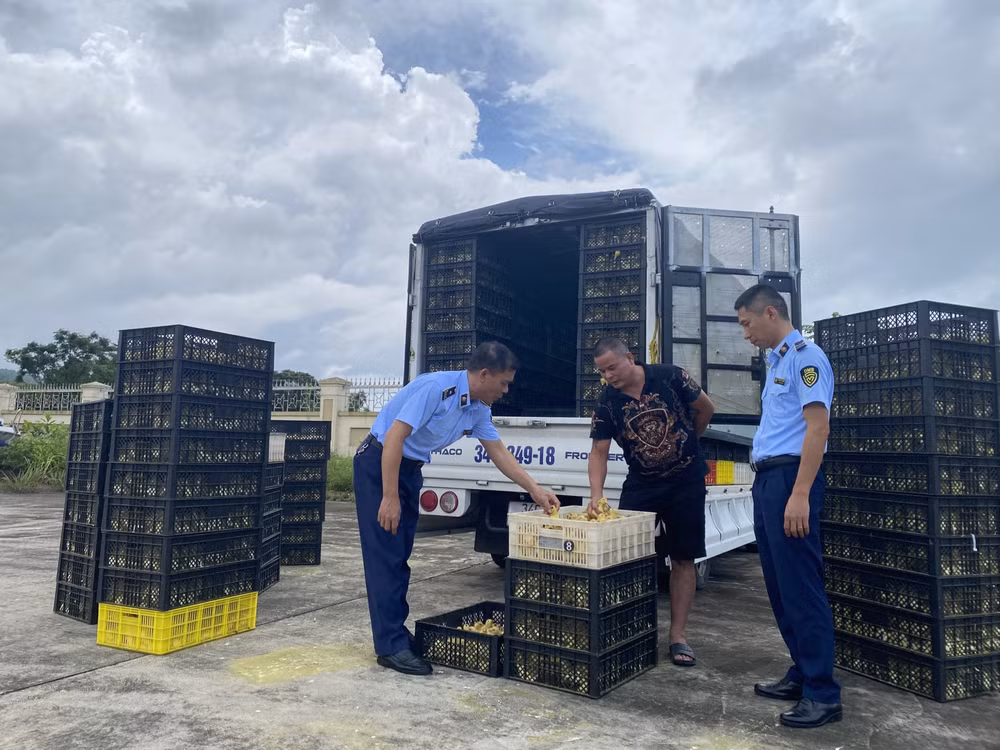 quang ninh phat hien hon 2 van vit giong 1 2 ngay tuoi khong ro nguon goc hinh 1