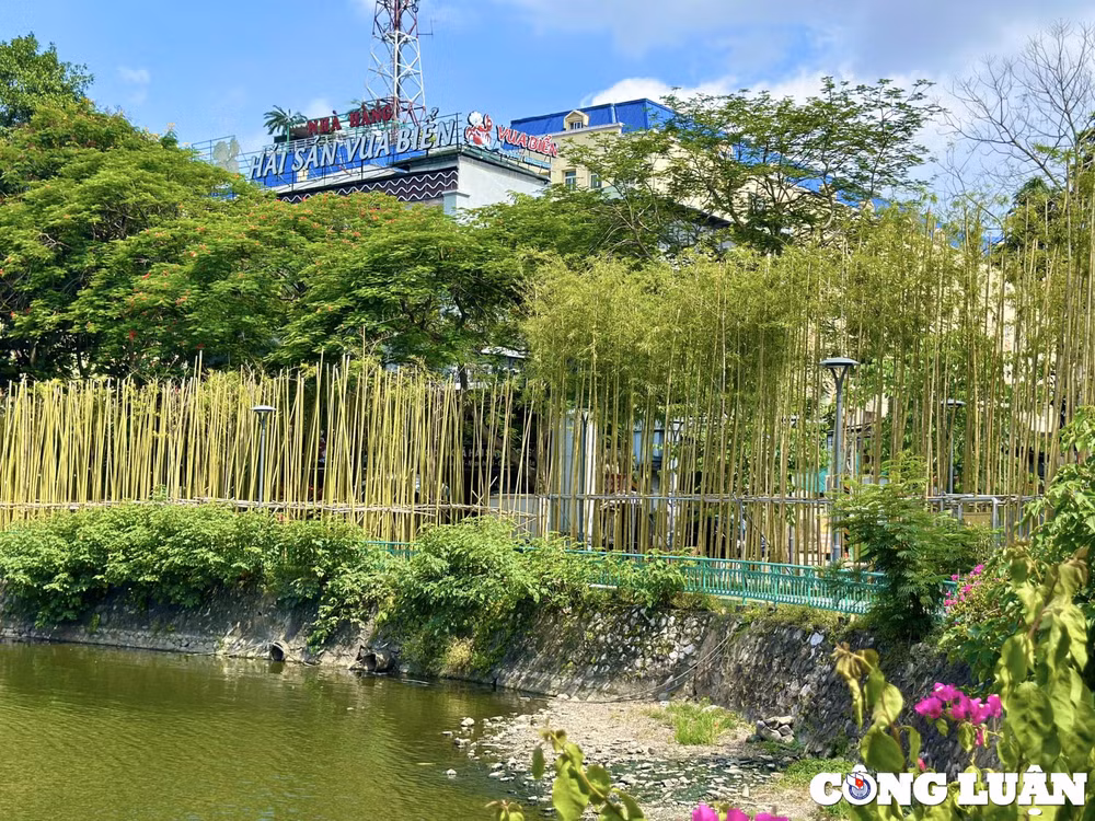 chiem nguong 7500 cay truc ben ho truc bach ha noi hinh 2
