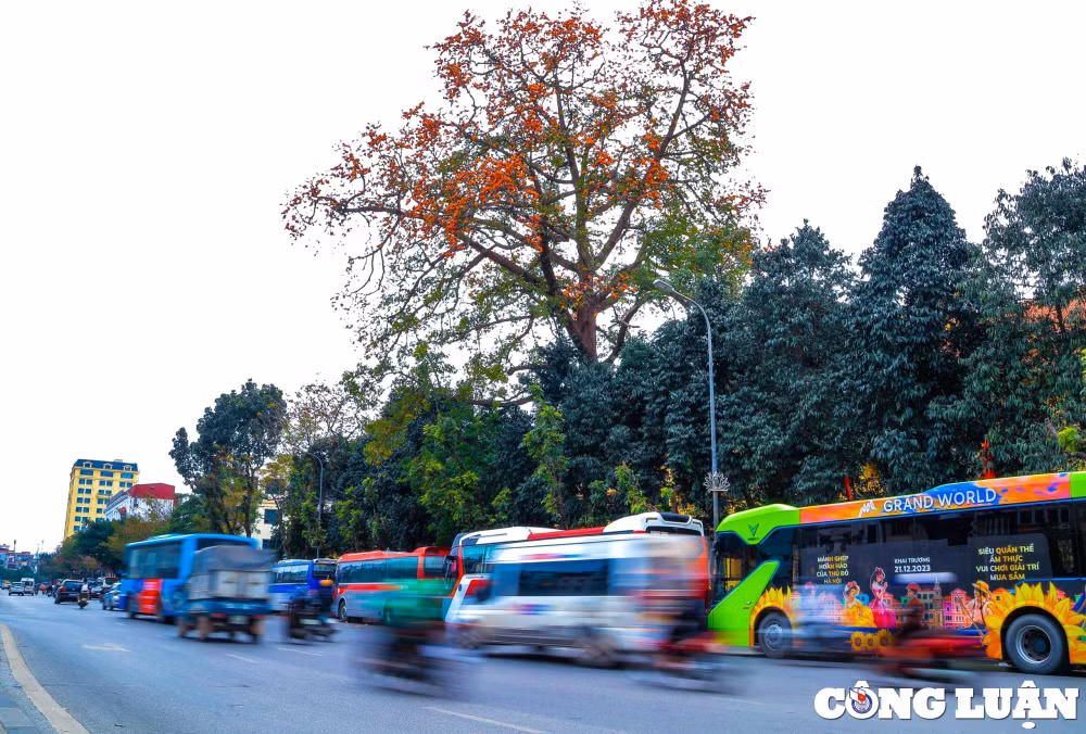 hoa gao khoe sac do ruc ro tai nhieu tuyen pho ha noi hinh 1
