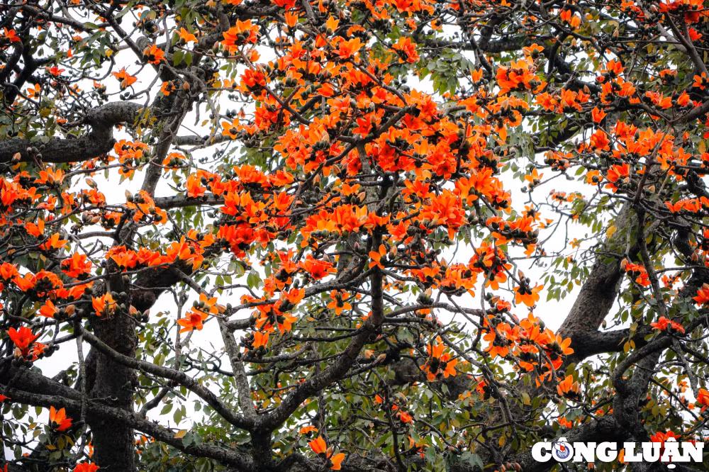 hoa gao khoe sac do ruc ro tai nhieu tuyen pho ha noi hinh 8