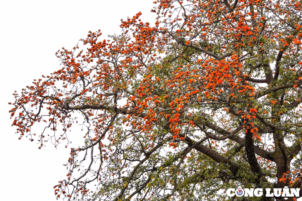 hoa gao khoe sac do ruc ro tai nhieu tuyen pho ha noi hinh 9