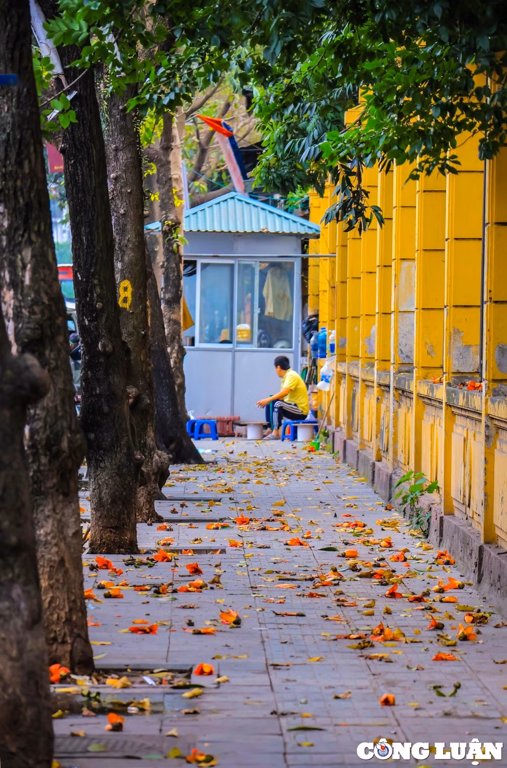 hoa gao khoe sac do ruc ro tai nhieu tuyen pho ha noi hinh 5