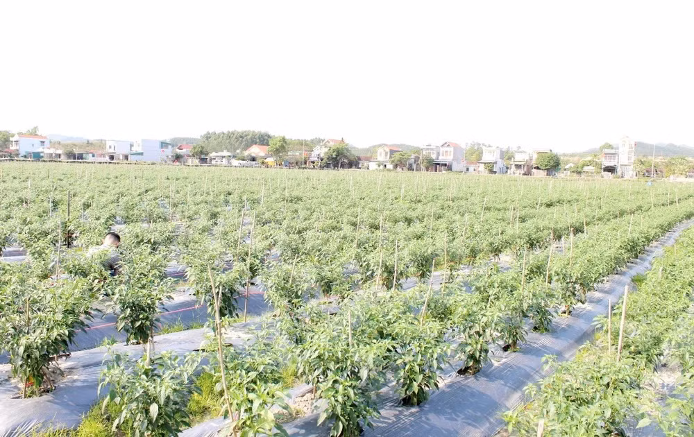 mong cai quang ninh thanh pho noi dia dau to quoc dang vuon minh phat trien ben vung hinh 7