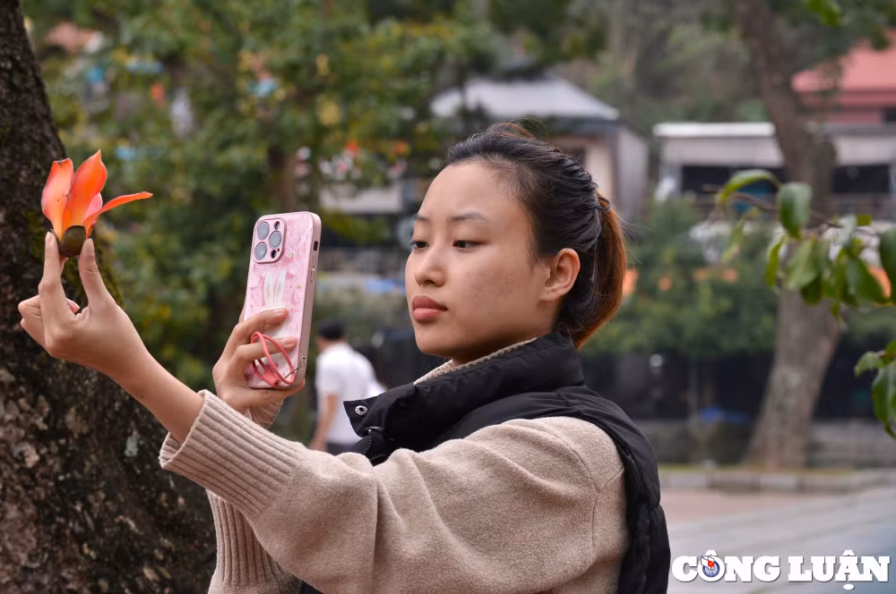 hoa gao co thu dua nhau khoe sac do ruc ro o ngoai thanh ha noi hinh 7