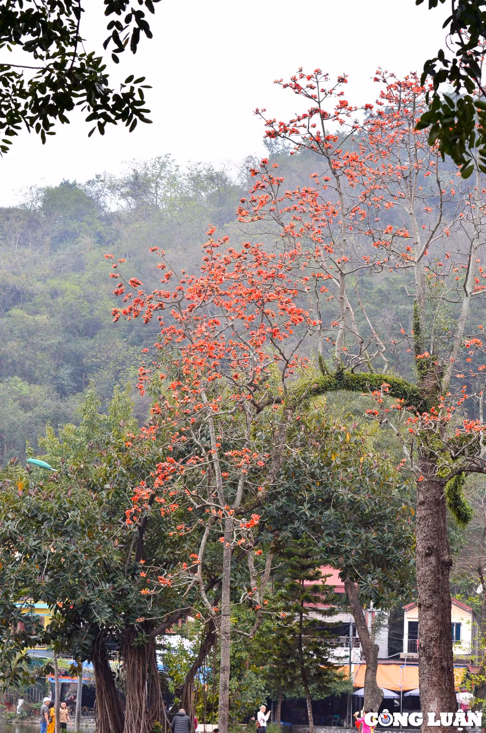 hoa gao co thu dua nhau khoe sac do ruc ro o ngoai thanh ha noi hinh 6