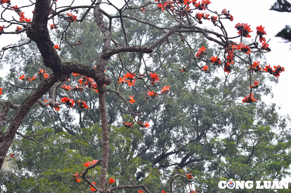 hoa gao co thu dua nhau khoe sac do ruc ro o ngoai thanh ha noi hinh 10