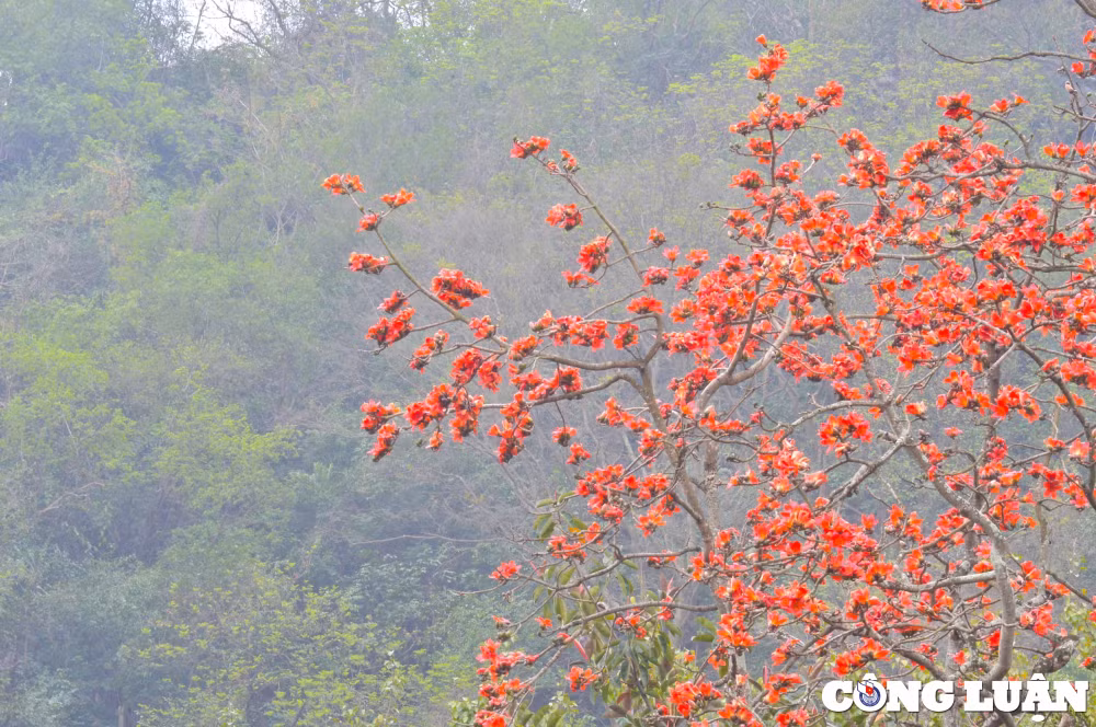 hoa gao co thu dua nhau khoe sac do ruc ro o ngoai thanh ha noi hinh 4