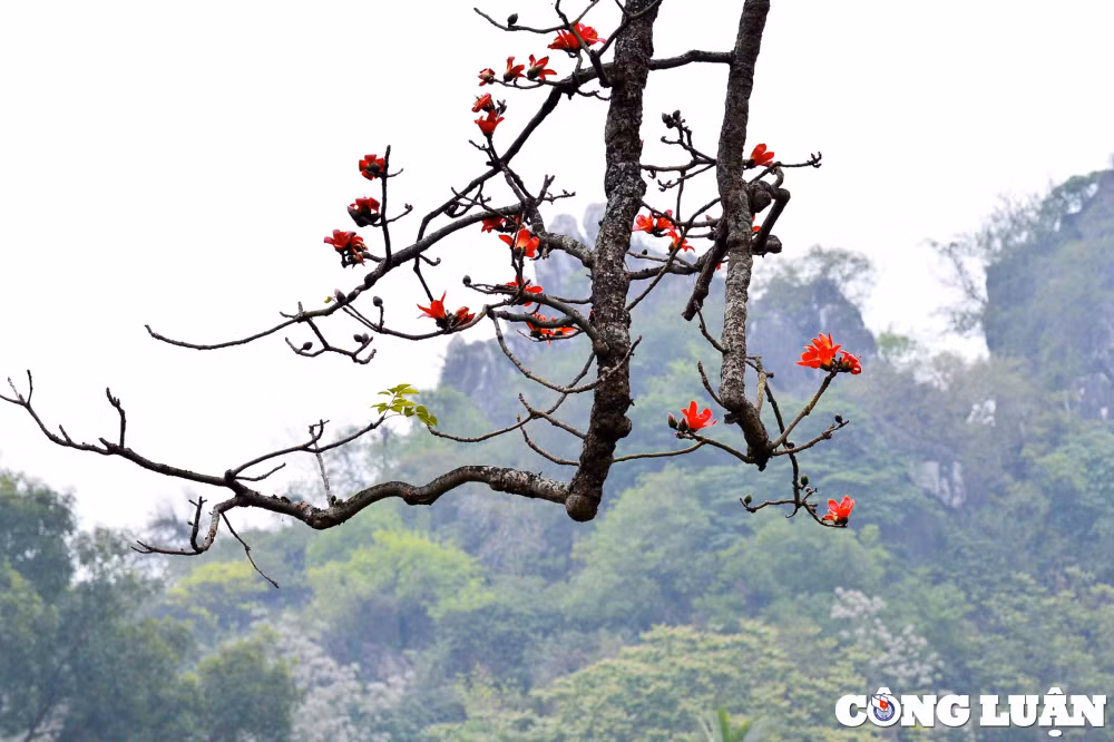 hoa gao co thu dua nhau khoe sac do ruc ro o ngoai thanh ha noi hinh 9