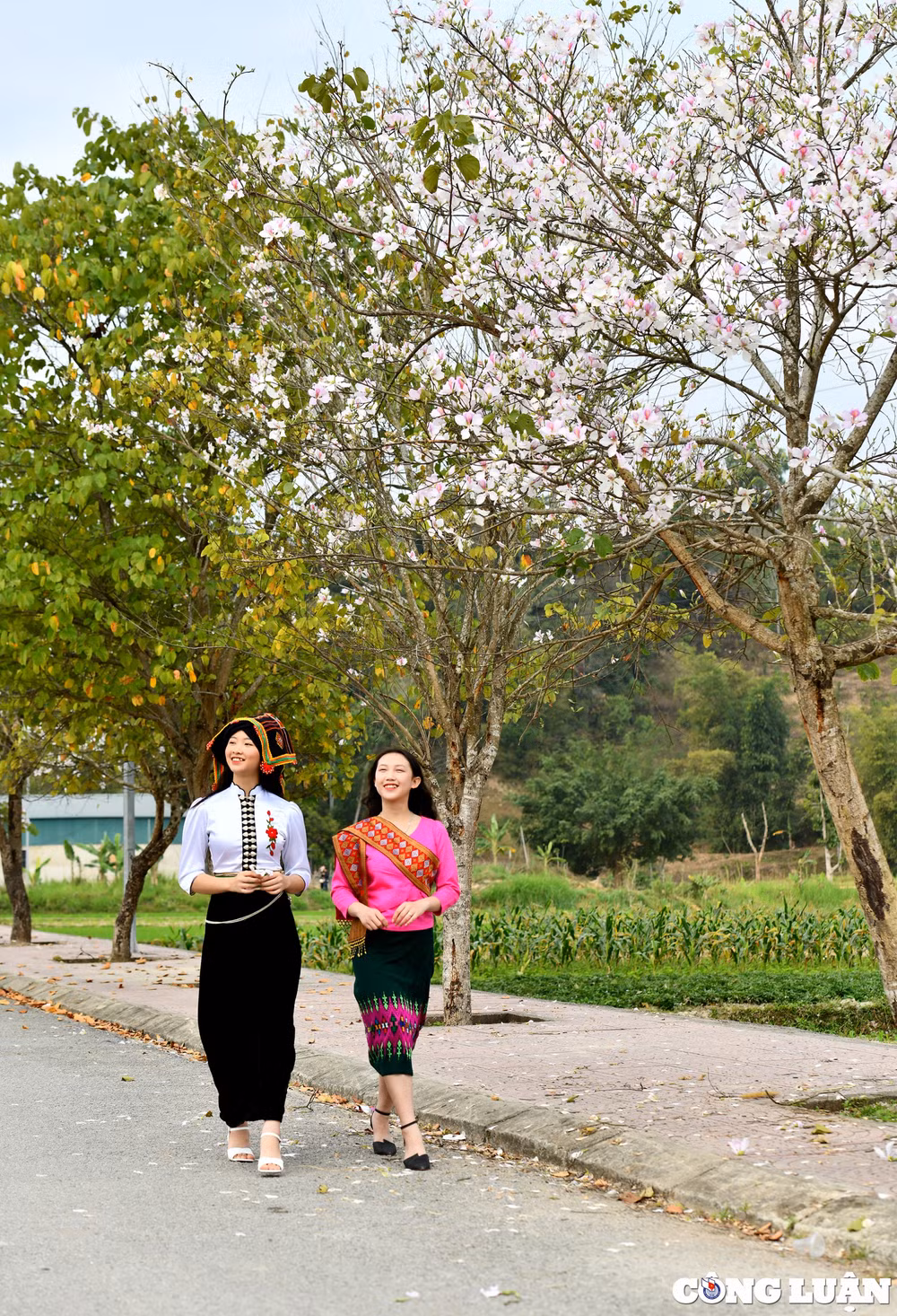 ghe tham dien bien vao mua hoa ban khoe sac khap nui rung tay bac hinh 9