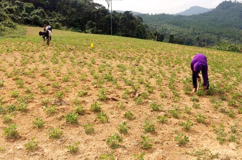 dieu tra viec cung ung hon 20 tan lac giong nghi kem chat luong cho nong dan quang binh hinh 1