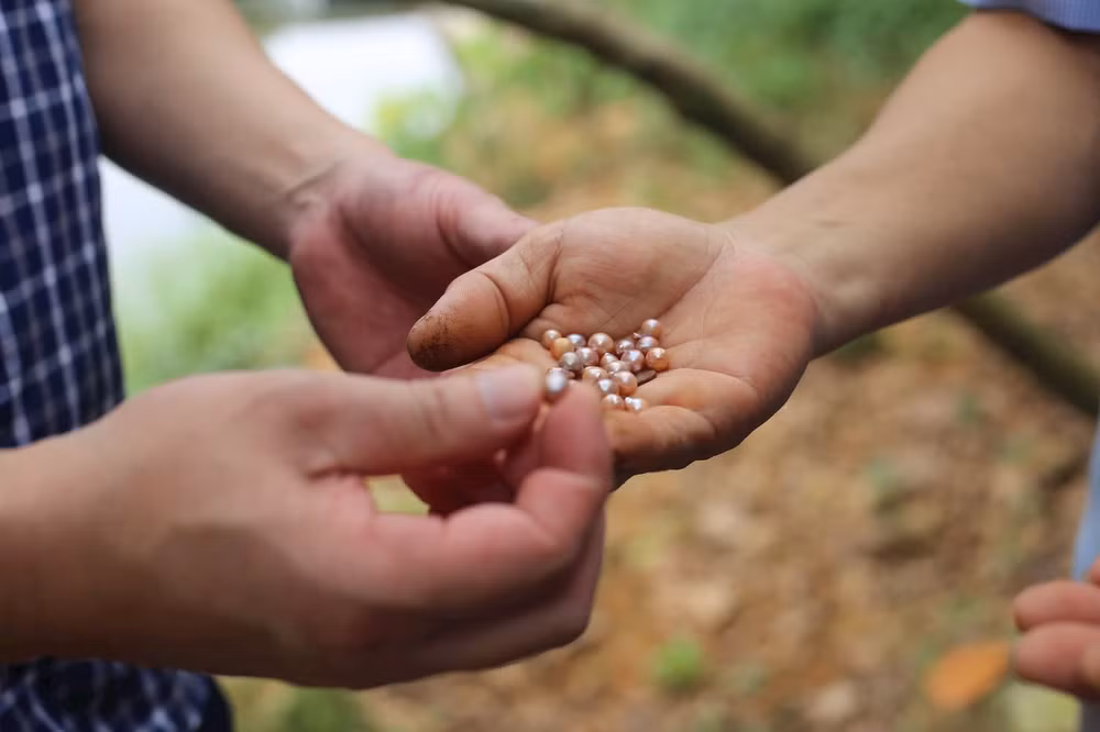 nuoi trai ngoc nuoc ngot gan voi phuc vu du lich sinh thai o son tay hinh 2