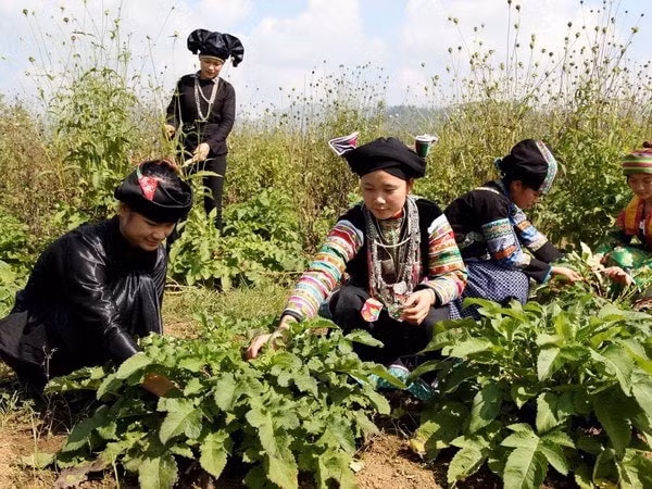 bai bo quy dinh phan bo cho uy ban dan toc khong qua 17 tong so von cua tieu du an hinh 1