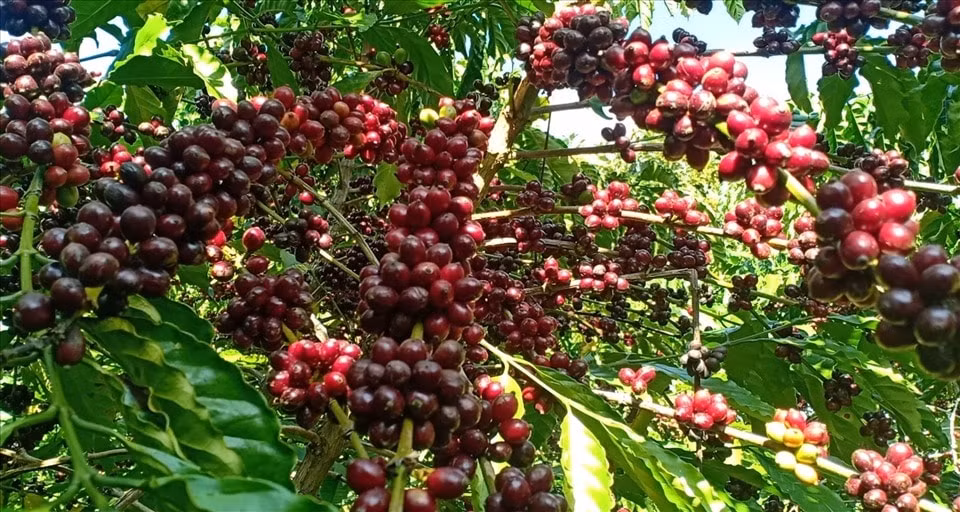 Giá nông sản hôm nay ngày 23/6/2025: Bình ổn sau chuỗi ngày lao dốc