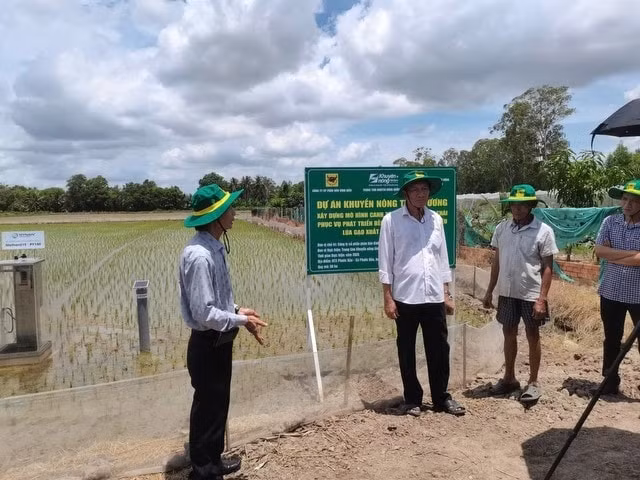 Nhà khoa học thăm đồng, cán bộ kỹ thuật thăm mô hình và tập huấn kỹ thuật cho bà con nông dân.