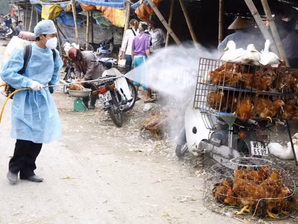 Thủ tướng Chính phủ yêu cầu tăng cường các biện pháp, chủ động phòng, chống dịch cúm A (H5N1) trên gia cầm và ở người. Ảnh minh họa