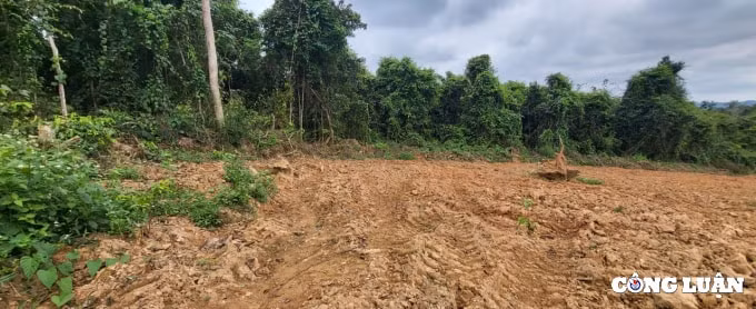 thanh hoa ai tiep tay cho lam tac pha rung phong ho dau nguon hinh 1