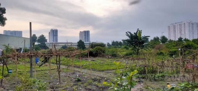 nhom sinh vien 9x khai hoang 2000m2 dat trong trong rau dem tang nguoi dan hinh 2
