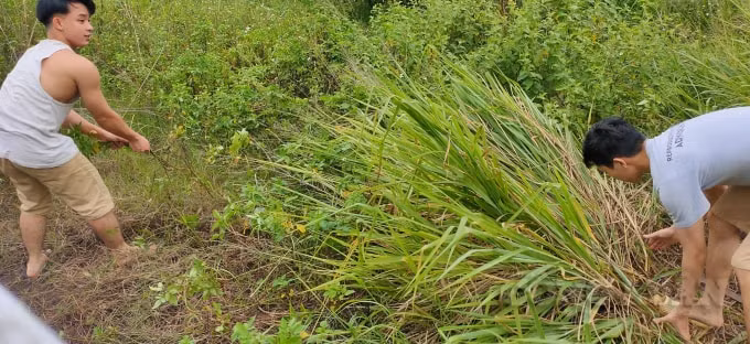 nhom sinh vien 9x khai hoang 2000m2 dat trong trong rau dem tang nguoi dan hinh 3