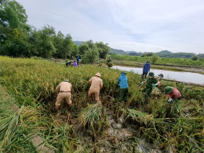 thanh hoa chien si cong an xuong dong cung ba con thu hoach lua tranh bao hinh 4