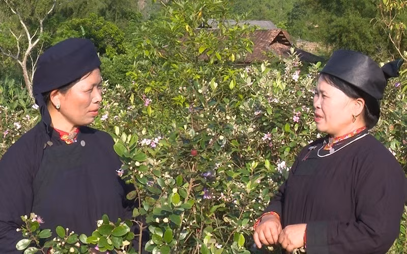 doc dao hat sli cua dan toc nung bac kan hinh 3