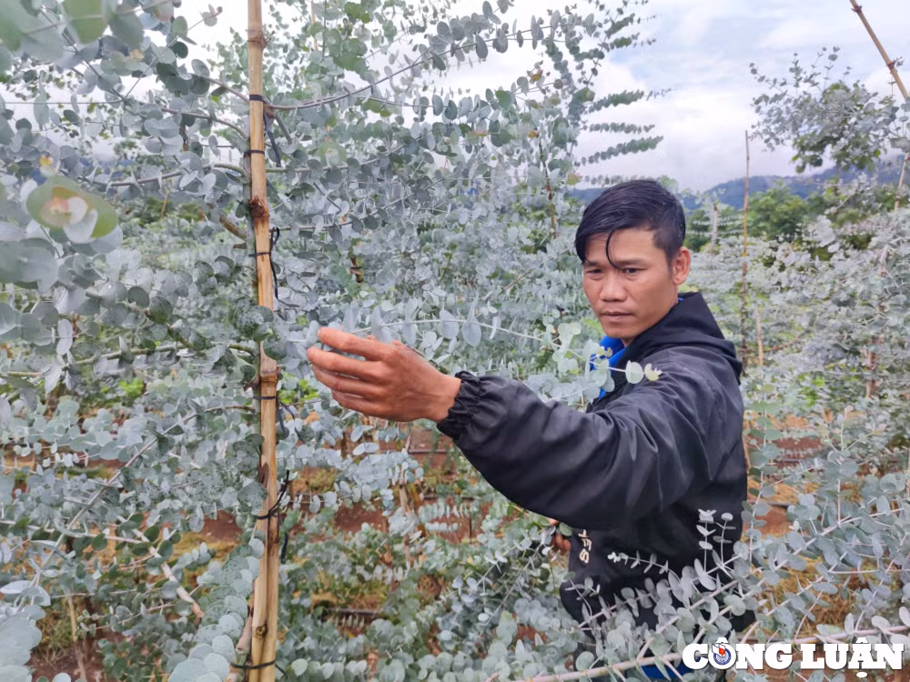 chang trai vung kho lam giau tu cay do la bac dut tui tu 2 3 trieu dong ngay hinh 4