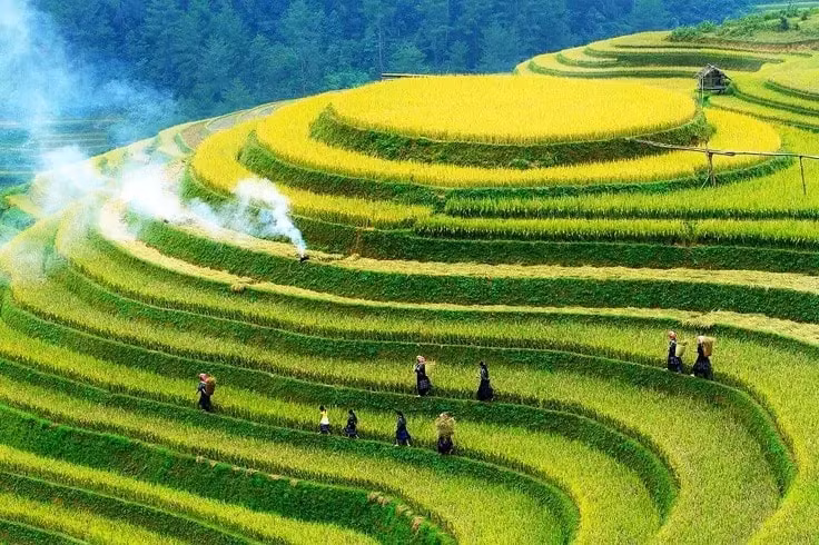 dep me hon nhung canh dong lua chin vao thu hinh 7