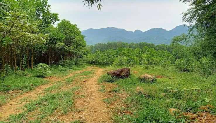 dat rung hoa binh dat ray tay nguyen dat doi cat ninh thuan da het hot hinh 1