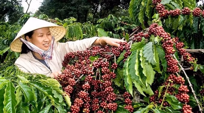 Giá cà phê hôm nay&nbsp;(30/8) tăng&nbsp;mạnh&nbsp;500 đồng/kg phiên cuối tuần. Ảnh: TL.